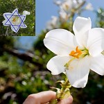 Fleurs de lys. שושן צחור- כשושנה בין החוחים , כן רעיתי בין הבנות 